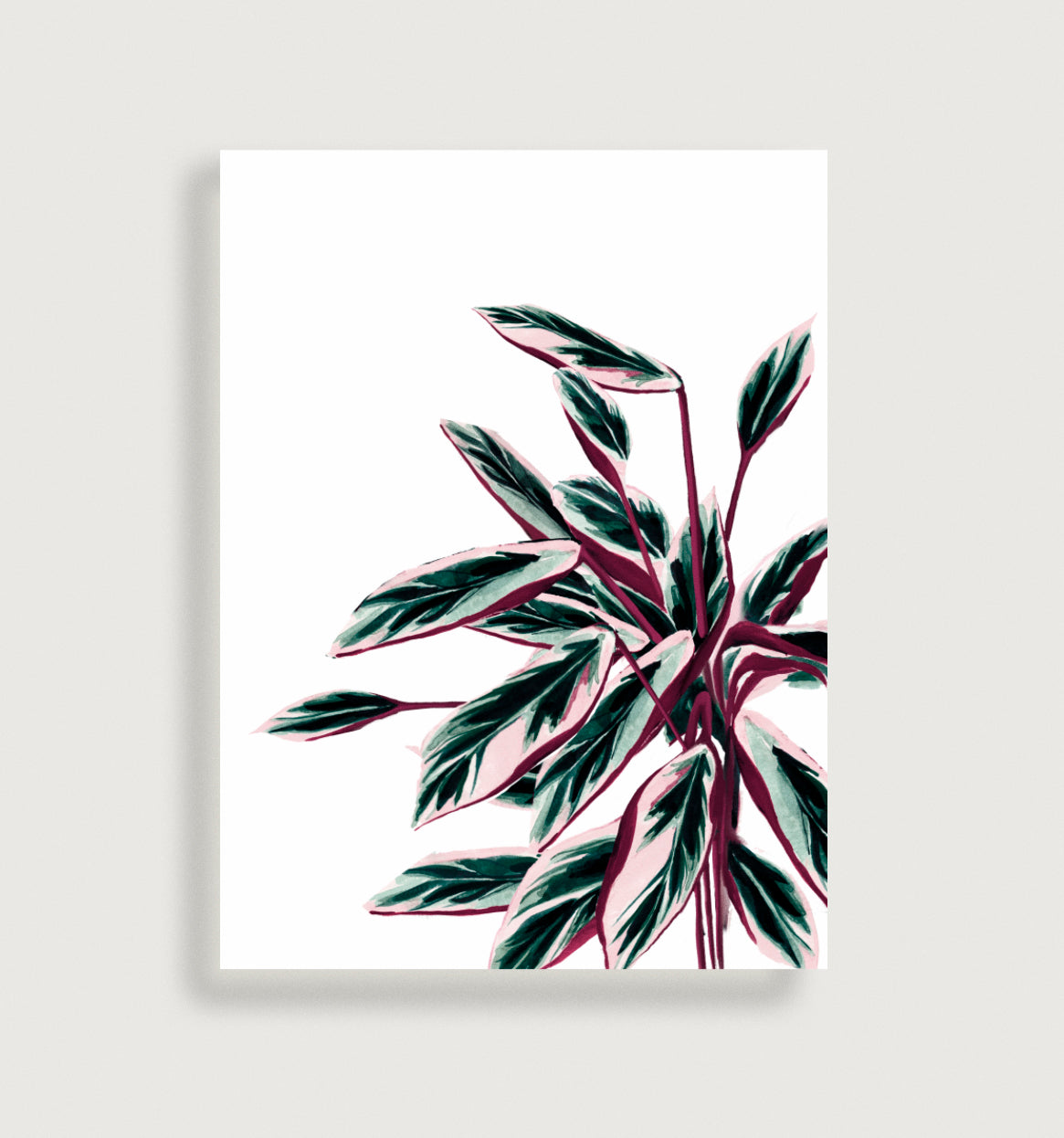 Triostar (aldrei-aldrei planta)