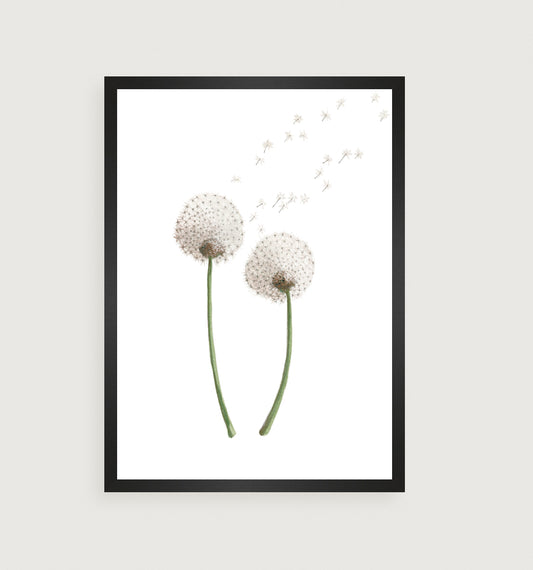 Túnfífill/Bifukolla