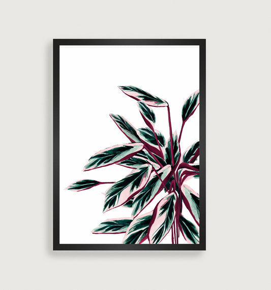 Triostar (aldrei-aldrei planta)