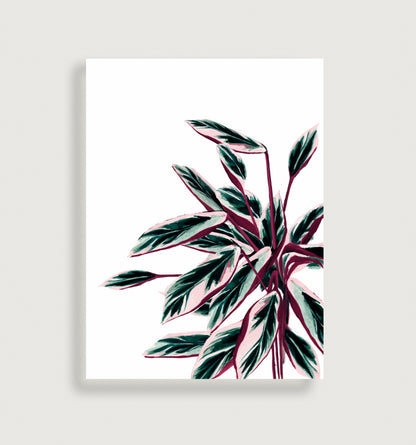 Triostar (aldrei-aldrei planta)